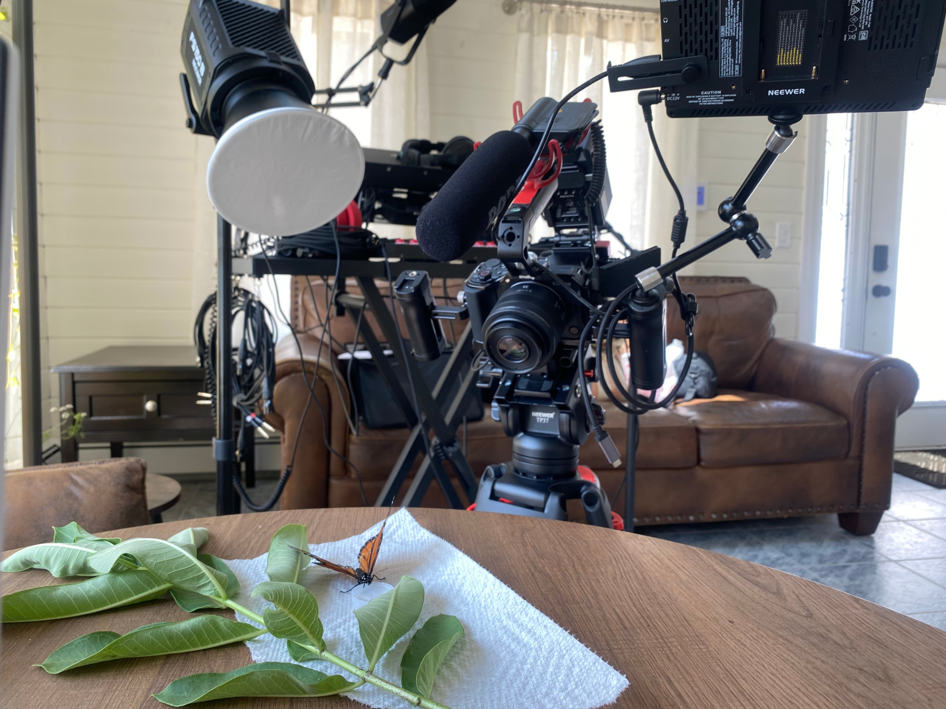 Camera rig framing a monarch butterfly on the Chrysalis documentary set