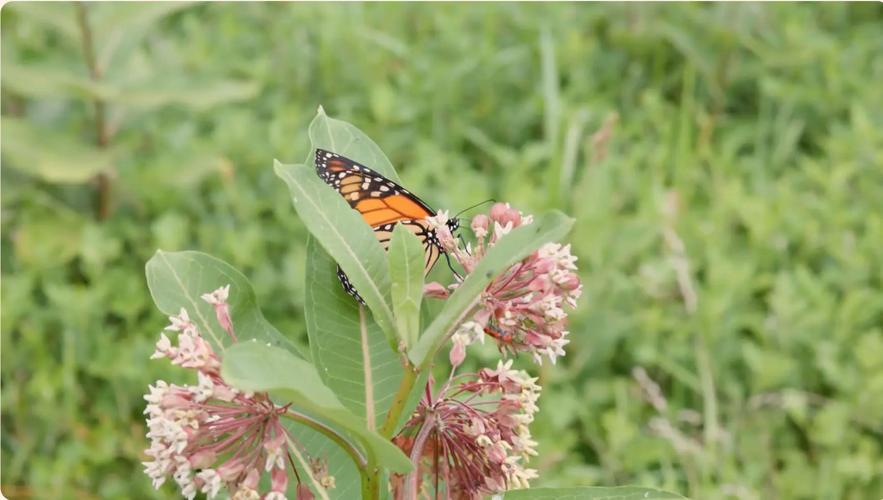 Monarch butterfly resting on milkweed blossoms at the farm
